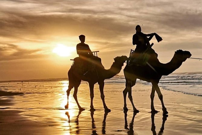 Camel Riding - Dunes and Oued Souss river: the main ride with wildlife chances