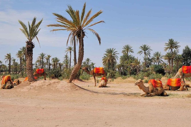 Camel Trek Around Marrakech Palmeraie - Why Marrakech Palmeraie Camel Time Feels Like Morocco
