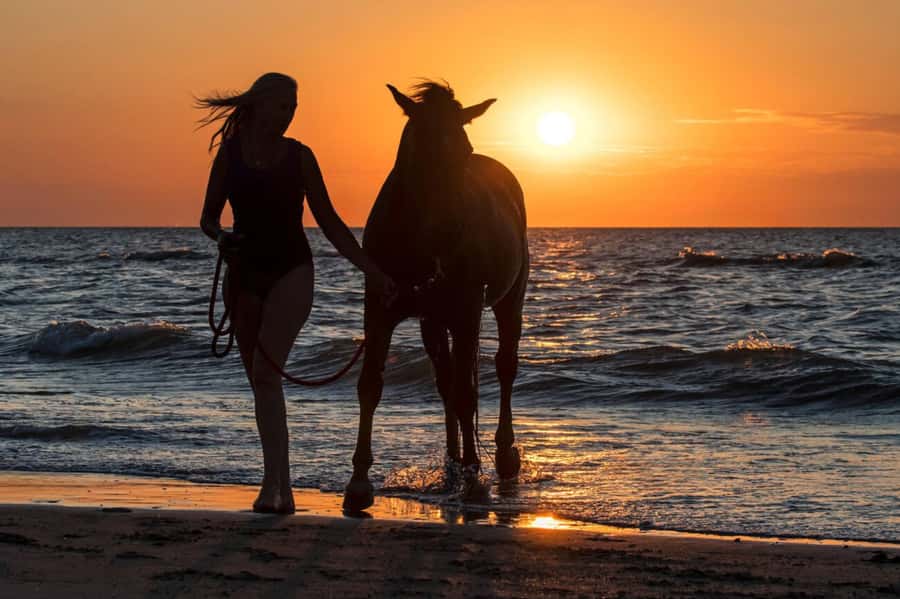 Casablanca: Beach Horseback Riding with Hotel Transfers - How the 2-hour flow works (drive out, ride, drive back)