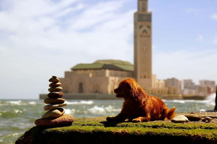 Casablanca Privet Day Tour From Marrakech - Casablanca, in one day: how this itinerary stays enjoyable