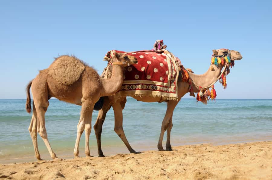 Casablanca to Tangier Guided Day Trip By High-Speed Train - From Casablanca to Tangier: the real logistics of a 12-hour day