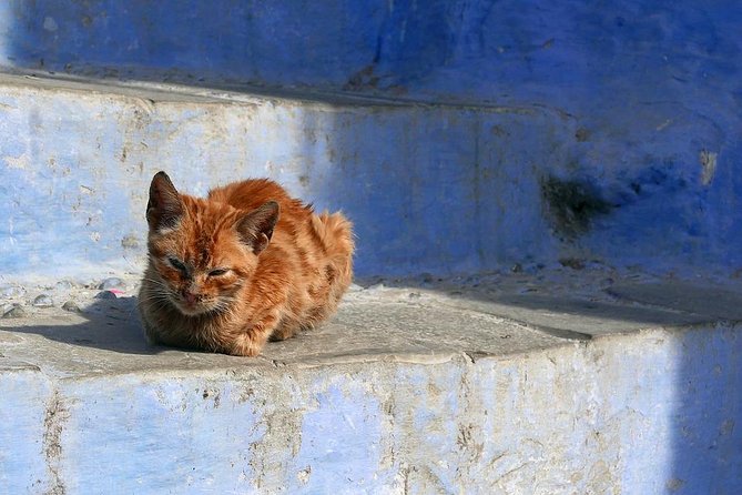 Chefchaouen Day Trip from Fes - Who This Day Trip Fits Best