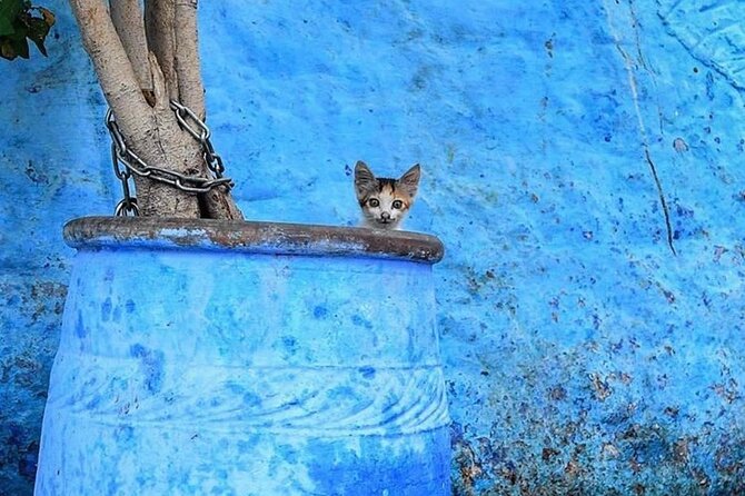 Chefchaouen Day Trip from Tangier : private and luxury - Price and value: is $113.87 per person worth it?