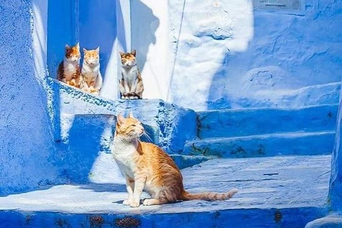 Chefchaouen Day Trip! The Blue Pearl - Price and Value: What You’re Really Paying For