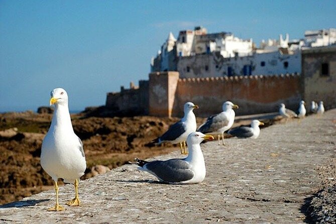 Coastal Escape: Marrakech to Essaouira. - Essaouira port and seafood lunch: fresh catch, real atmosphere