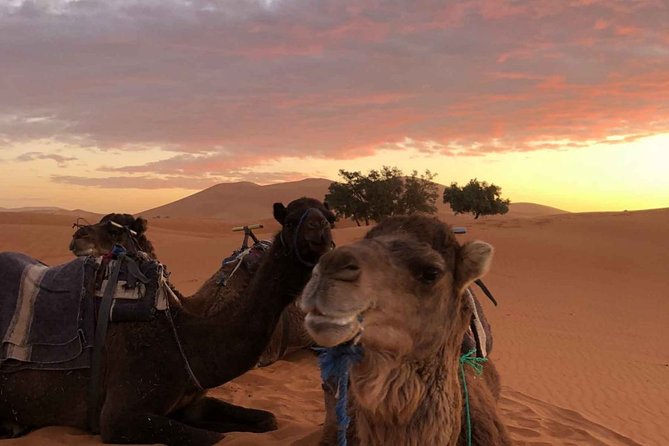 Combined Tour: Atlas Mountains Trek and Sahara Desert 5 days Tour - Why This Atlas-to-Sahara Route Makes Sense