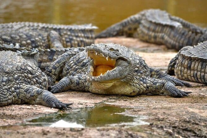 Crocoparc Trip from Agadir - Key highlights before you go