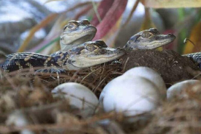 Crocoparc Trip from Agadir - Crocoparc from Agadir: a focused wildlife stop with hotel pickup