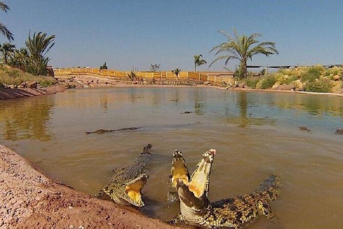 Crocoparc Trip from Agadir - Guides, conservation facts, and why the education part matters