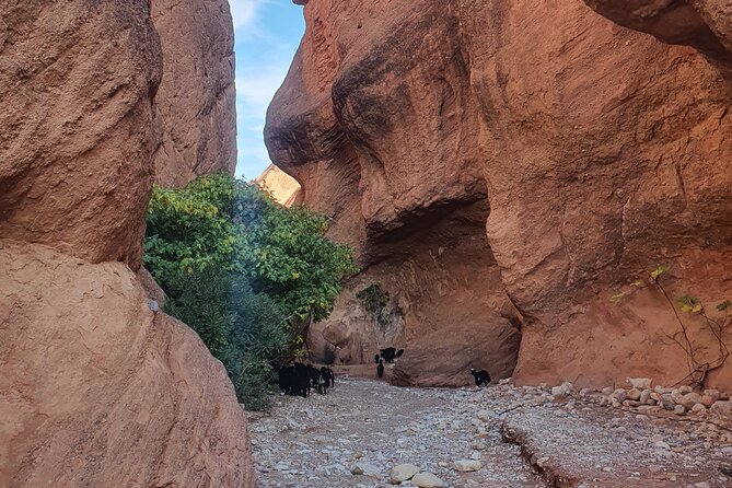 Dades Gorge-Monkey Finger's Canyon Hike in Boumalne Dades - Coffee, snacks, and what’s actually included for $43