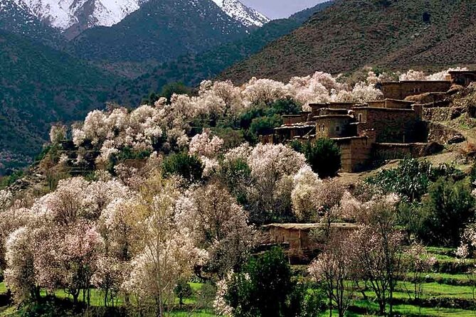 Day Excursion to Atlas Mountains from Marrakech - Key Highlights You’ll Actually Care About