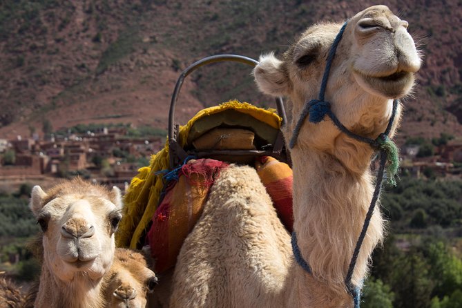 Day Trekking Atlas Mountains - Lunch in the mountains: how to budget and what’s included