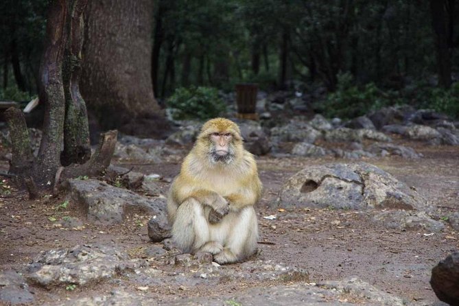 day trip from fez to middle atlas mountain - The “Only If You’re Paying Attention” Detail: Forest Encounters