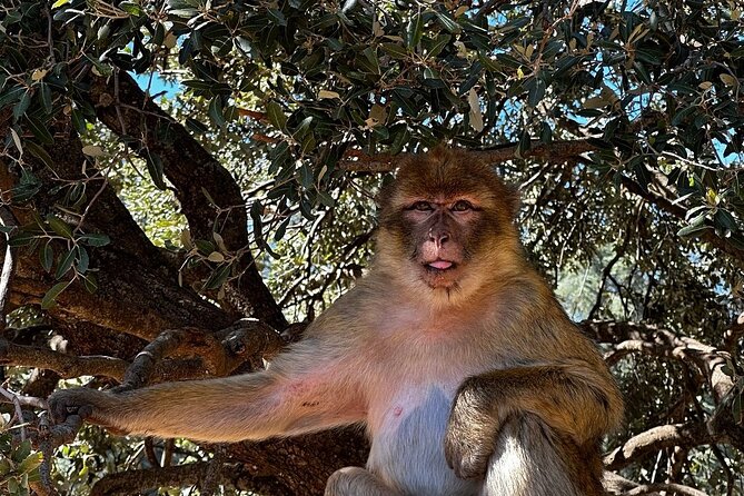 Day Trip from Fez to Middle Atlas Mountains, Cedar Forest & Azrou - Key things to love about this day trip
