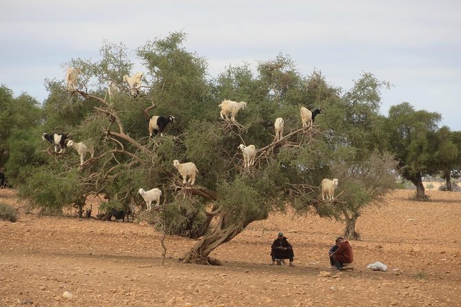 Day Trip From Marrakech To Essaouira - Marrakech to Essaouira: The Road Trip That Sets the Mood