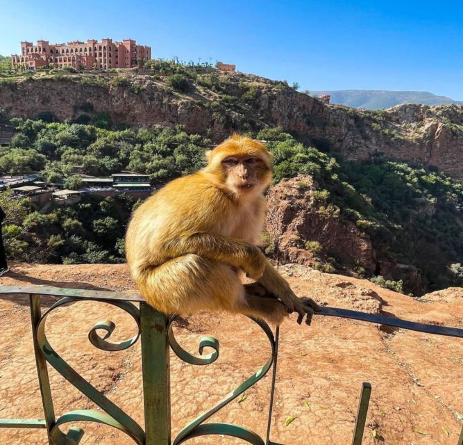 Day trip from Marrakech to Ouzoud Waterfalls - Wildlife and Photo Moments: Getting Good Shots Without Losing Time