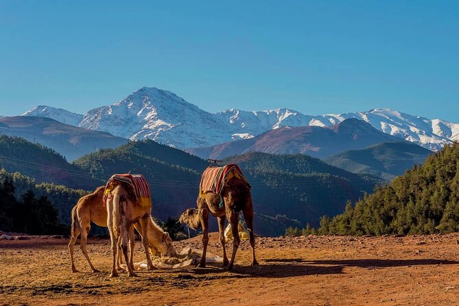 Day trip Ourika waterfall & Berber Villages - The optional camel ride: when it makes sense