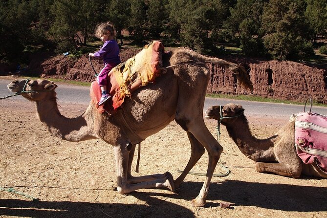 Day trip Ourika waterfall & Berber Villages - Comfort and logistics that keep stress low