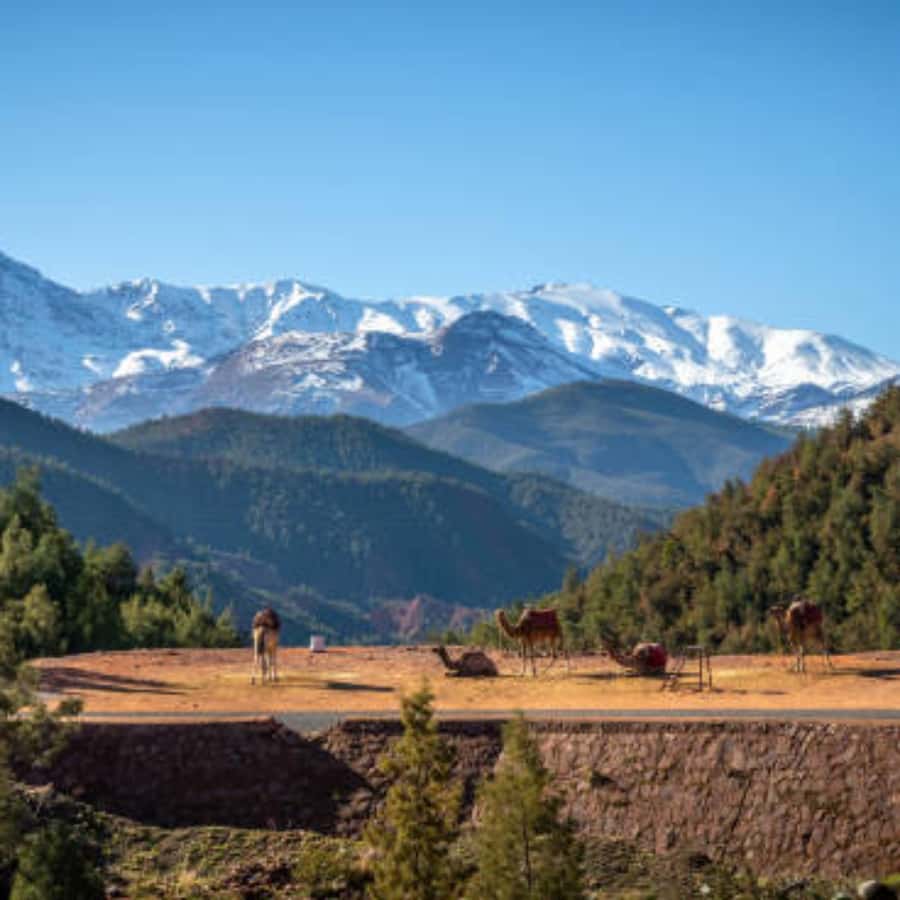Day trip to ourika valley from marrakech with a group - Key moments you’ll care about
