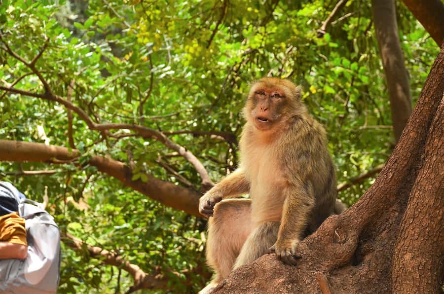 Day Trip To Ouzoud Waterfalls & Boat Ride From Marrakech - Barbary macaques: how to enjoy wildlife without making it stressful