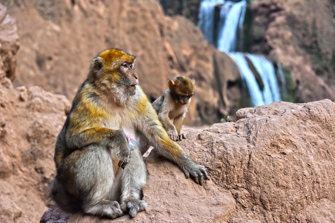 Day Trip to Ouzoud WaterFalls from Marrakech: Shared - Season and Crowd Check: When to Go and How to Prepare