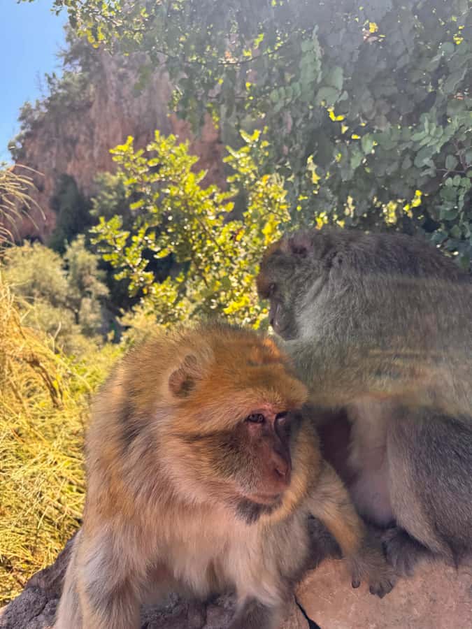 Day Trip To Ouzoud Waterfalls (Guide Hik & Boat option) - Monkey Time Near Ouzoud: Feeding, Photos, and Staying Relaxed