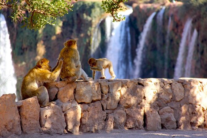 Day Trip to the Water Falls in Ouzoud - Value for $22.65: What You’re Really Getting (and What You’re Not)