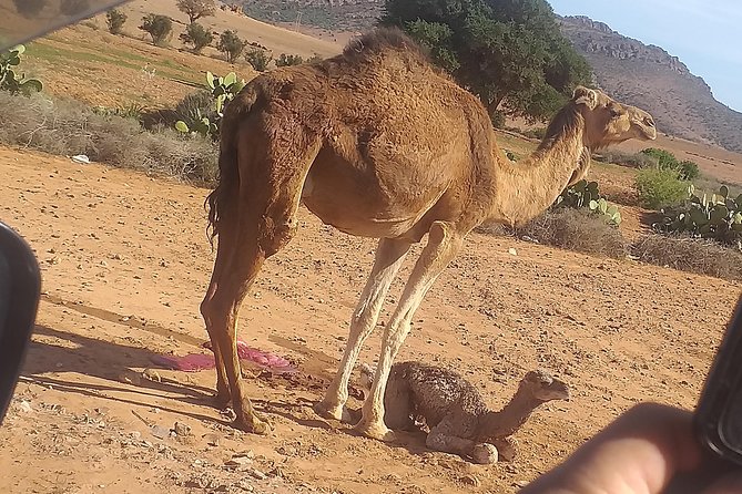 Desert and Wild Beach Day Trip with Meal - The Guide Makes the Day: Hassan, Abdou, and the Friends-Of-The-Family Feel