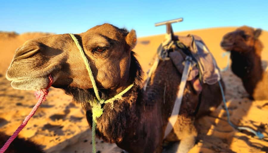 Desert Camp Overnight from Merzouga with Camel & Quad Bike - Logistics That Matter: Transfers, Timing, and What to Ask Before You Go