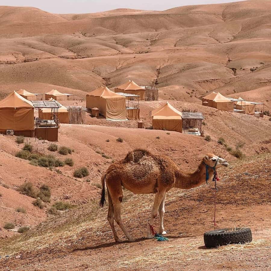Desert night : ATV, Camel Trek sunset views & Dinner show - Dinner under the stars: couscous, tea, and a live cultural show
