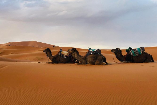 Desert Tour from Marrakech to Fes:3days ,2nights - Merzouga to Fes: Ziz Valley at Sunrise, Cedar Forest Monkeys, and Ifrane Stops