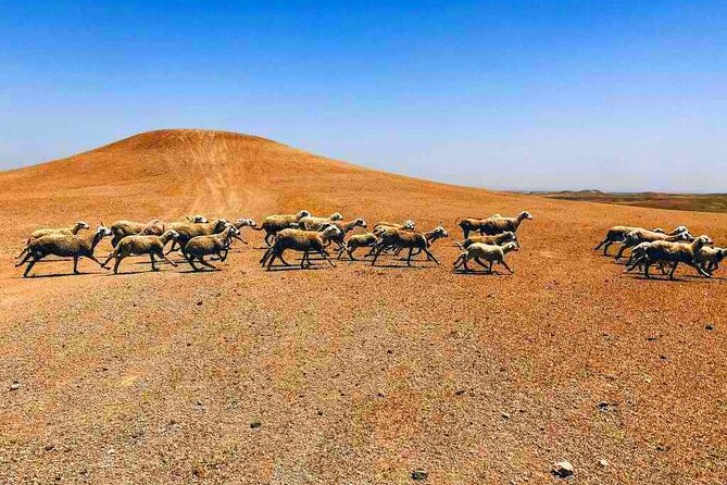 Dinner at Sunset & Camel ride in Marrakech desert Agafa - What you’ll remember most (based on what people praised)