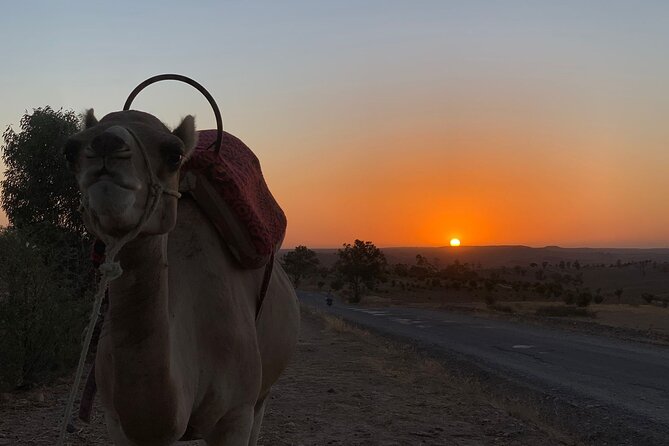 Dinner in Agafay Desert ,Sunset Camel Ride, Fire Show - Who This Tour Is Perfect For (and Who Should Rethink It)