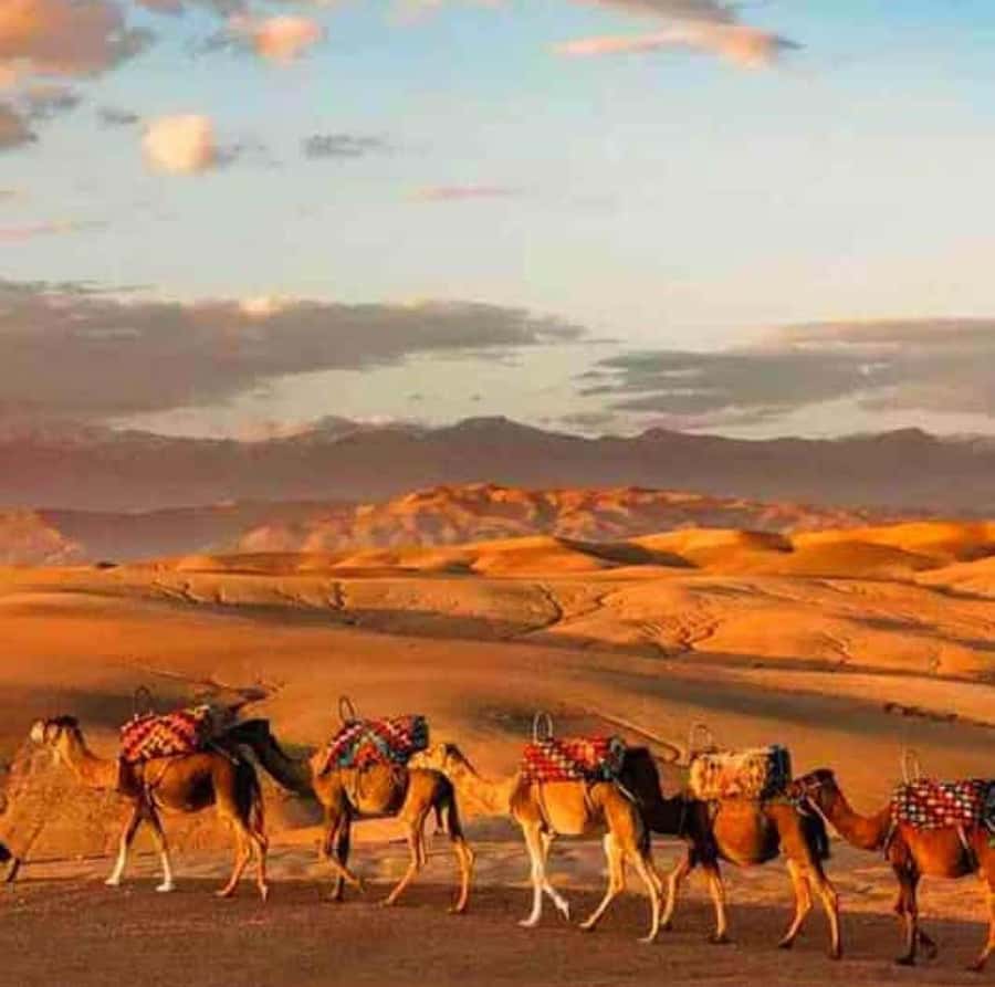 DINNER IN AGAFAY DESERT UNDER THE STARS WITH SHOW AND CAMELS - Camel Ride in Agafay: The 30-Minute Dusk Moment
