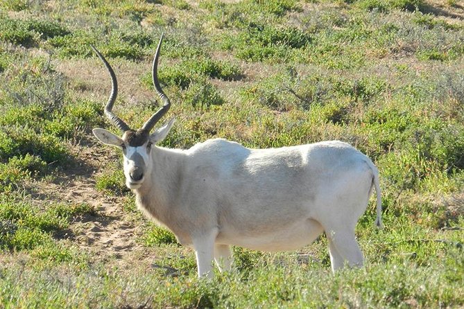 Discovery of the Souss Massa Animal Park in 4x4 - Quick hits before you go