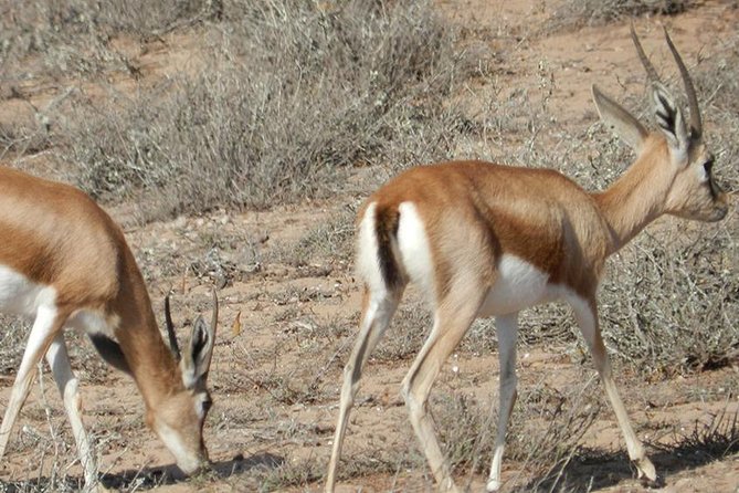 Discovery of the Souss Massa Animal Park in 4x4 - Tiznit: ramparts, silver jewelry, and an easy medina loop by car