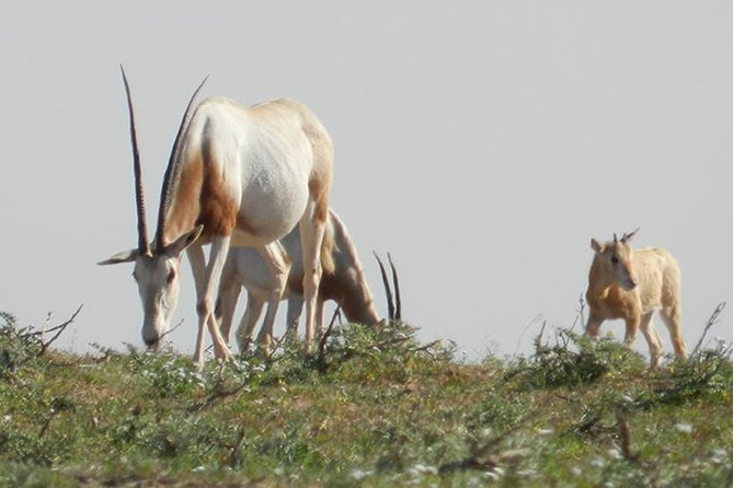 Discovery of the Souss Massa Animal Park in 4x4 - Souss-Massa National Park: Addax and gazelles, plus the conservation angle