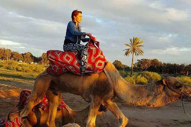 Dromedary Safari: 2 hours - Dromedaries and guides: what “good handling” looks like in practice