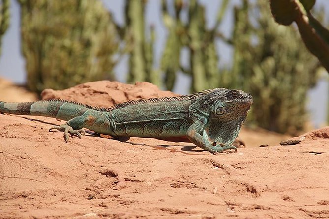 Effortless Agadir Crocoparc Ticket and Transfer Service - Feeding sessions: the best time to be there (and why)