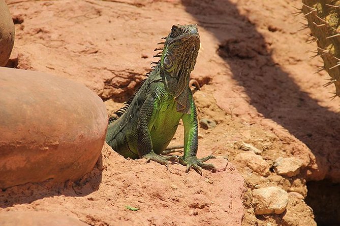 Effortless Agadir Crocoparc Ticket and Transfer Service - What’s included (and what you’ll plan for yourself)