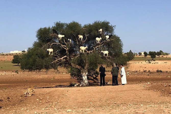 EN PETIT GROUPE vers ESSAOUIRA depuis MARRAKECH - Small-Group Comfort: The Details That Matter on a Long Day