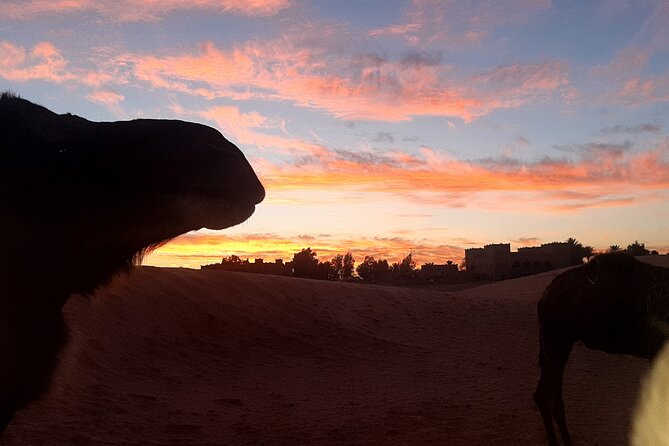 Erg Chebbi camp Merzouga - Morning return: breakfast and the last stretch of dune time