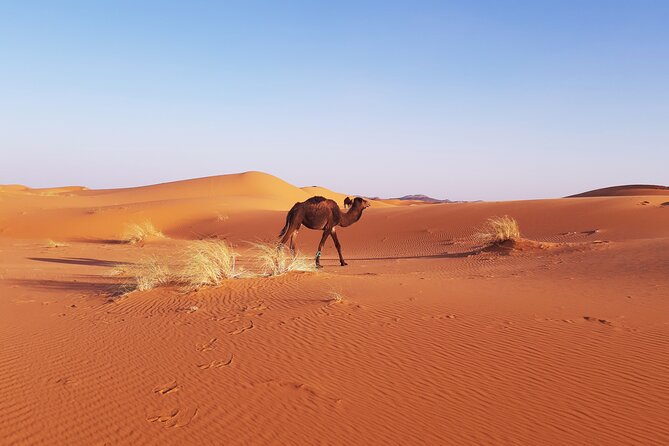 Erg Chebbi camp Merzouga - Packing tips for cold desert nights (and why it matters)