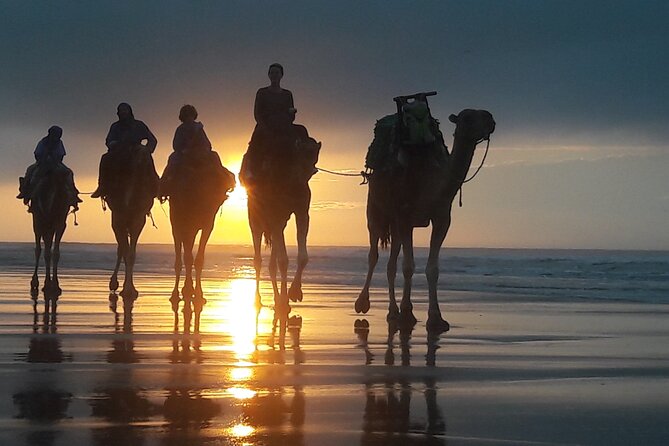 Essaouira 1 hour discovery ride on the back of a camel - Eucalyptus Forest: A Breather Between Sea and History