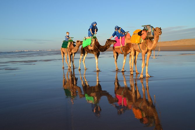 Essaouira 2-Hour Camel Adventure Ride - How Much Is $40.71 for 2 Hours, Really?