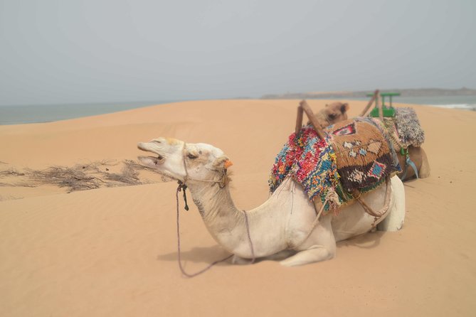 Essaouira 2-Hour Camel Adventure Ride - Who This Tour Fits Best (And Who Might Want Another Option)