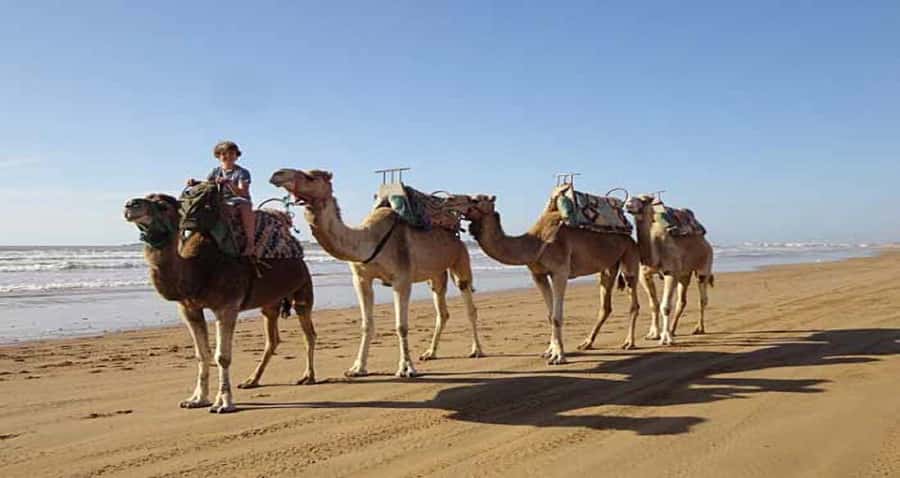 Essaouira: 2-Hour Camel Ride - Should You Book the Essaouira 2-Hour Camel Ride?