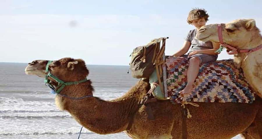 Essaouira: 2-Hour Camel Ride - Meet the Camels and Get Comfortable With the Gait
