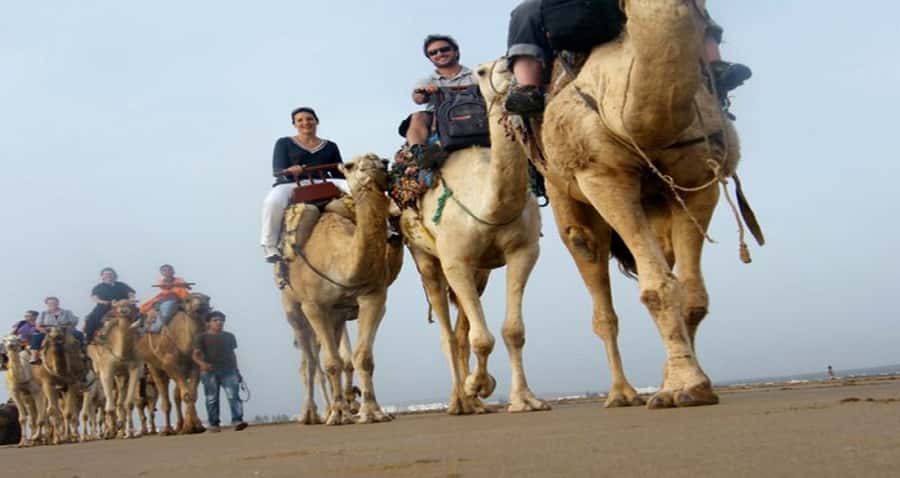 Essaouira: 2-Hour Camel Ride - Climbing Dunes and Crossing Forest Shade