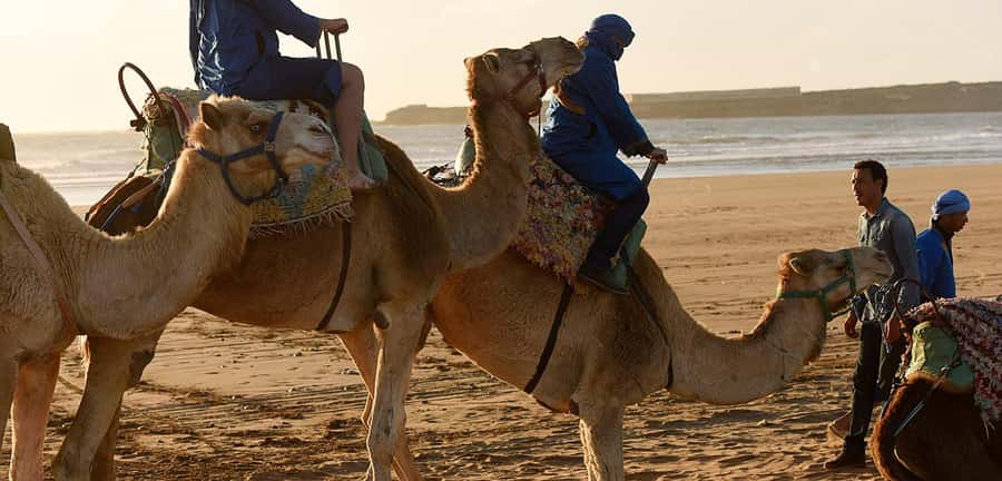 Essaouira: 2-Hour Camel Ride - Timing, Comfort, and What to Bring
